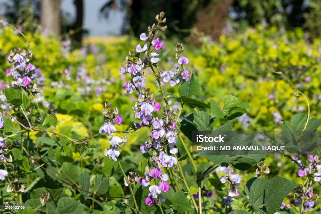 Dolichos violet